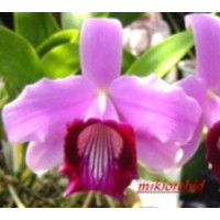 L. Dayana × self