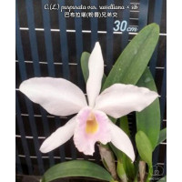 L. Purpurata var. Russelliana