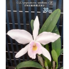 L. Purpurata var. Russelliana