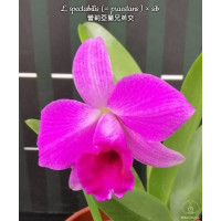 L. Spectabilis