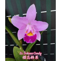 Lc. Sakura Candy