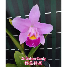 Lc. Sakura Candy