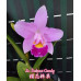 Каттлея (Sakura Candy)