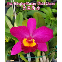 Pot. Hsinying Dream Violet Queen