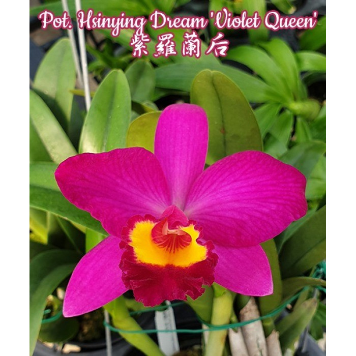 Каттлея (Hsinying Dream Violet Queen)