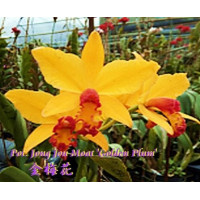 Pot. Jong Jou Moat Golden Plum