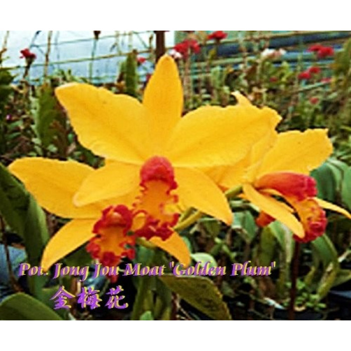 Каттлея (Jong Jou Moat Golden Plum)