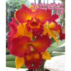 Pot. Shinfong Little Love × Blc. Tzeng-Wen Beauty