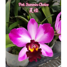 Pot. Summer Choice