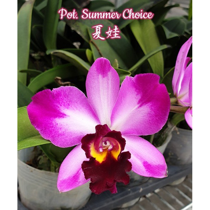 Каттлея (Summer Choice)