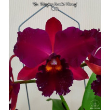 Rlc. Hsinying Scarlet Cherry