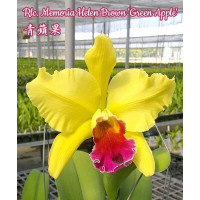 Rlc. Memoria Helen Brown Green Apple