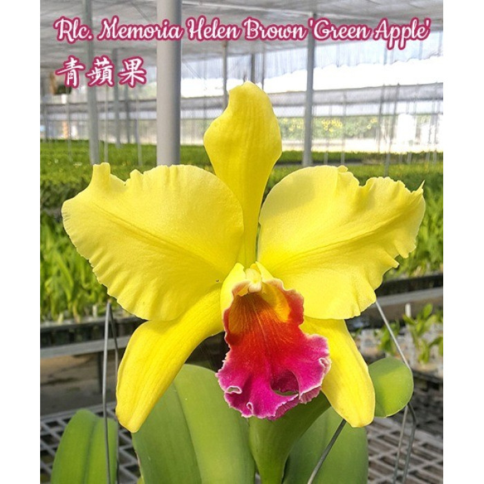 Каттлея (Memoria Helen Brown Green Apple)