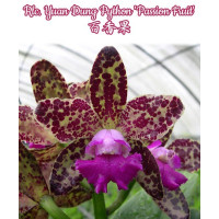 Rlc. Yuan Dung Python Passion Fruit