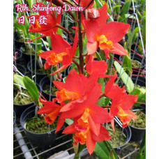 Rth. Shinfong Dawn