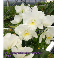 Rth. Shinfong White Charm White Rose