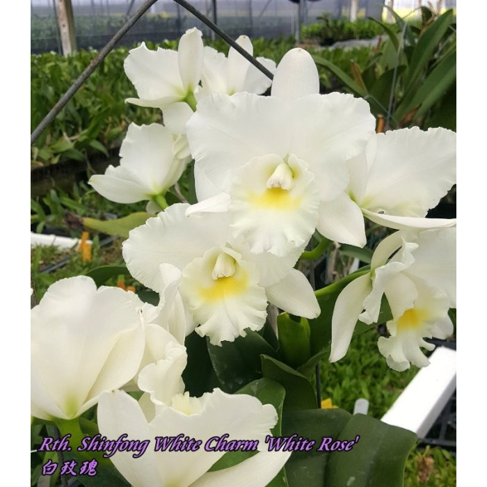Каттлея (Shinfong White Charm White Rose)