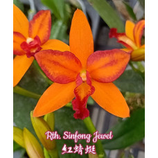 Rth. Sinfong Jewel