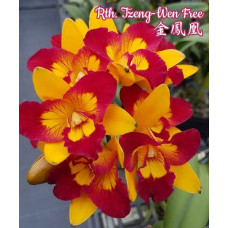 Rth. Tzeng-Wen Free