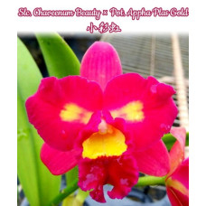 Slc. Chaveenum Beauty × Pot. Appha Plas Gold