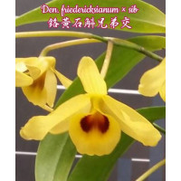 Den. Friedericksianum