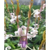 Den. Helix × Doctor Uthai