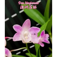 Den. Kingianum