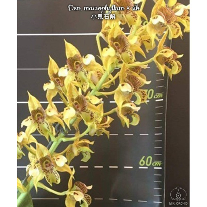 Дендробіум (Macrophyllum)