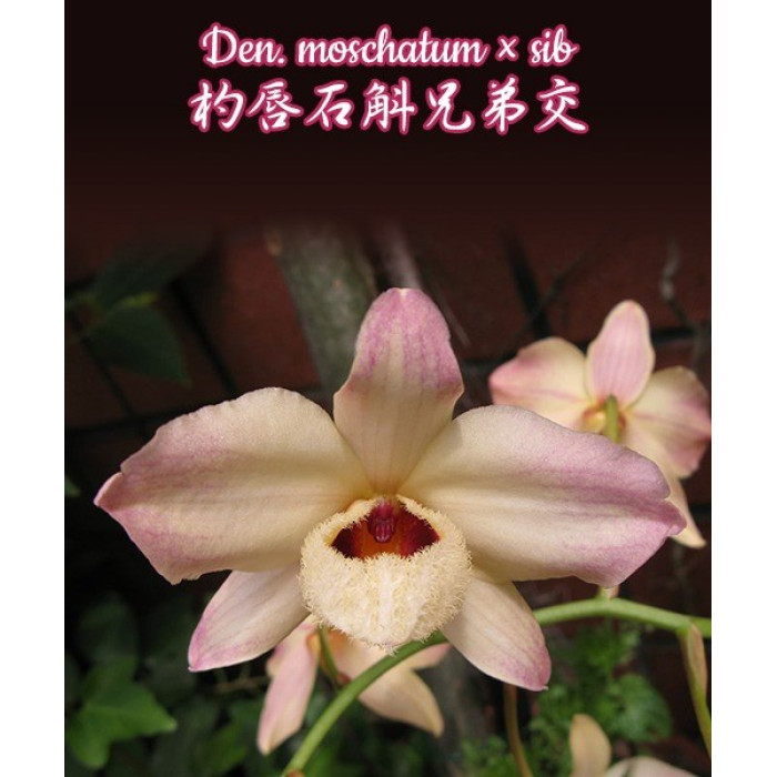 Дендробиум (Moschatum) Дендробиум (Moschatum)