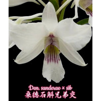 Den. Sanderae