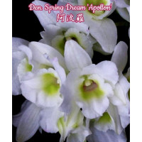 Den. Spring Dream Apollon