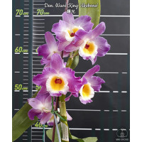 Den. Wave King Akebono Den. Wave King Akebono