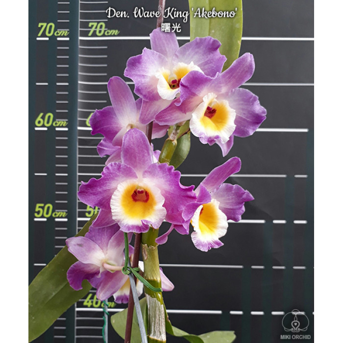 Дендробиум (Wave King Akebono) Дендробиум (Wave King Akebono)