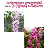 Aerides Lawrenceae × Lawrenceae 4N