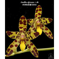 Ansellia Africana