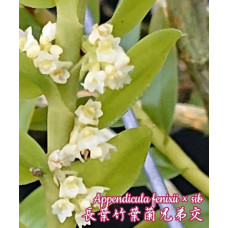 Appendicula Fenixii