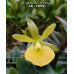 Blc. Young Min × Epi. Porpax