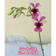 Calanthe Pink Calanthe Pink