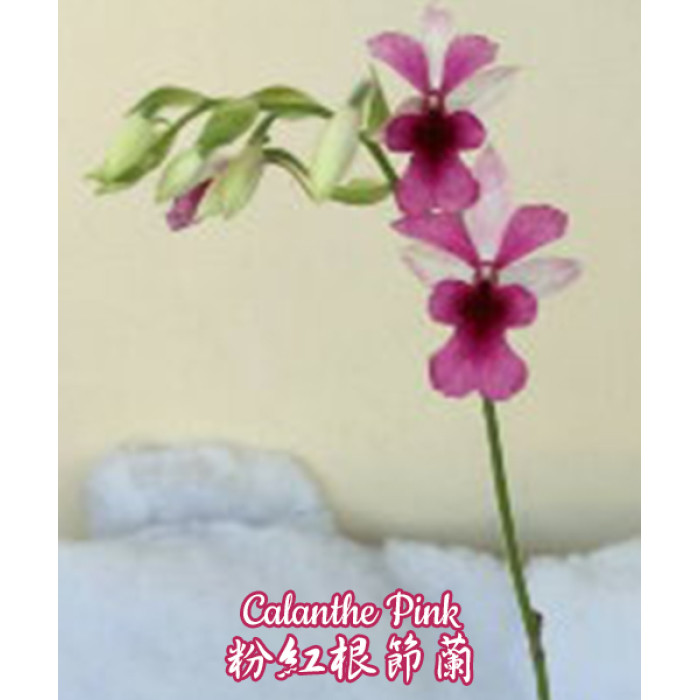 Calanthe Pink
