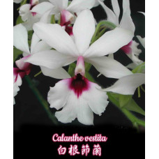 Calanthe Vestita