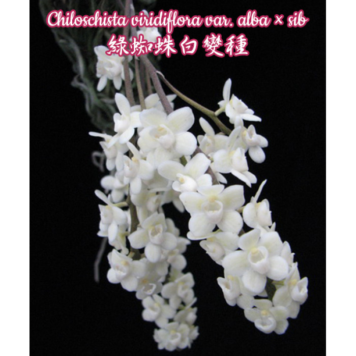 Chiloschista Viridiflava var. Alba