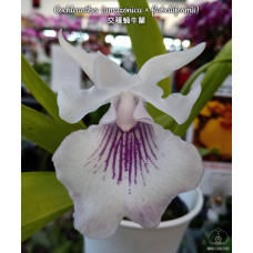 Cochleanthes (Amazonica × Flabelliformis)
