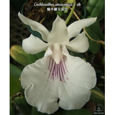 Cochleanthes Amazonica Cochleanthes Amazonica