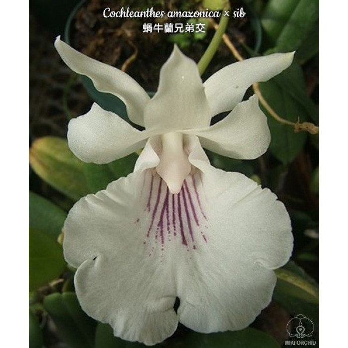 Cochleanthes Amazonica