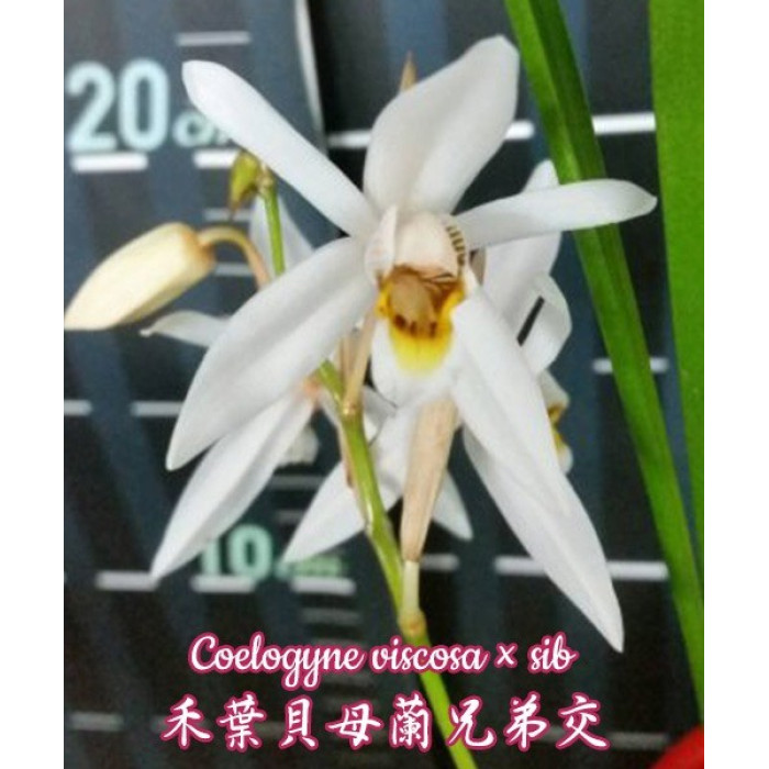 Coel. Viscosa