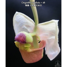 Coryanthes Trifoliata
