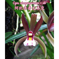 Cym. Atropurpureum