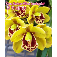 Cym. Eastern Wind