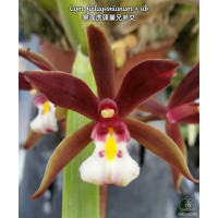Cym. Finlaysonianum