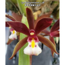 Cym. Finlaysonianum